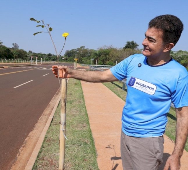 NO DIA DA ÁRVORE, PREFEITO PLANTA MUDA NA AVENIDA DOS IPÊS, QUE TAMBÉM RECEBE ESPÉCIES FRUTÍFERAS