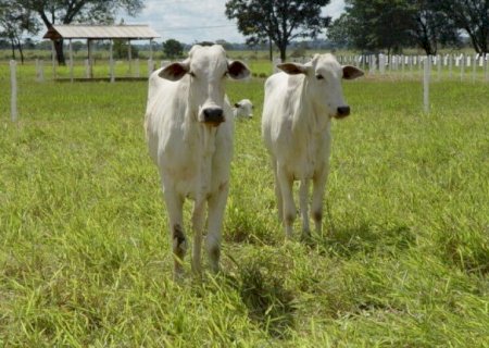 CONFIRA COMO INICIAM OS PREÇOS DO AGRONEGÓCIO NESTA SEXTA EM DOURADOS