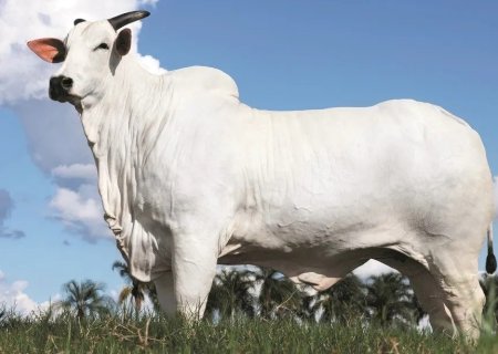 VACA É VALORIZADA EM R$ 15,5 MILHÕES EM LEILÃO