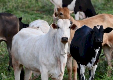 APÓS ALTA NA CARNE BOVINA, DOURADOS INICIA A QUINTA COM PREÇOS FIXOS NO AGRO
