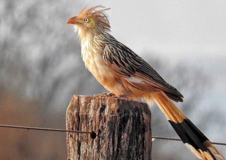 PREFEITURA E CLUBE DE OBSERVAÇÃO REALIZAM EXPOSIÇÃO “DOURADOS E SUAS AVES”