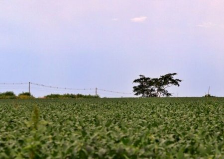 COM ALTA DE 10%, MS É O ÚNICO ESTADO QUE DEVE CRESCER EM PRODUÇÃO DE SOJA NO CENTRO-OESTE