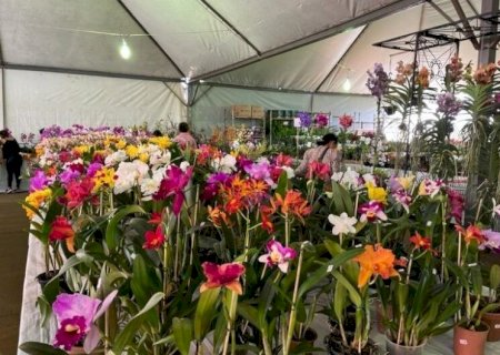 DOURADOS RECEBE FEIRA DE FLORES ORNAMENTAIS A PARTIR DE 4ª-FEIRA NA PRAÇA ANTÔNIO JOÃO