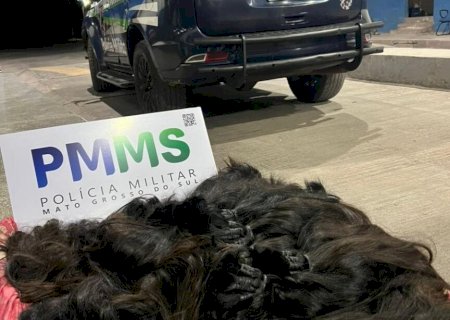 POLÍCIA APREENDE CABELO HUMANO ILEGAL AVALIADO EM R$ 115 MIL EM MS