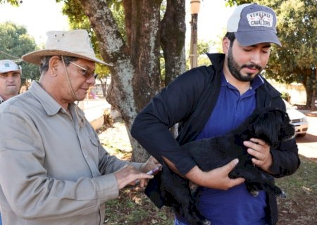 PREFEITURA INICIA VACINAÇÃO ANTIRRÁBICA DE ANIMAIS SOB CUIDADOS DE PROTETORES EM DOURADOS